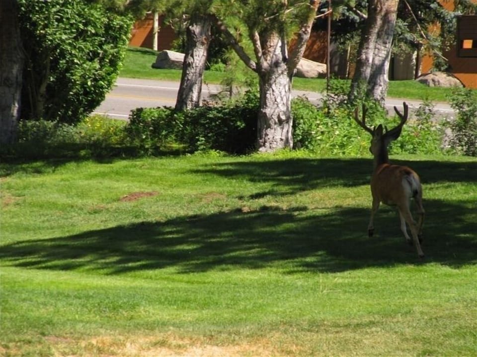 Bambi at the front door!