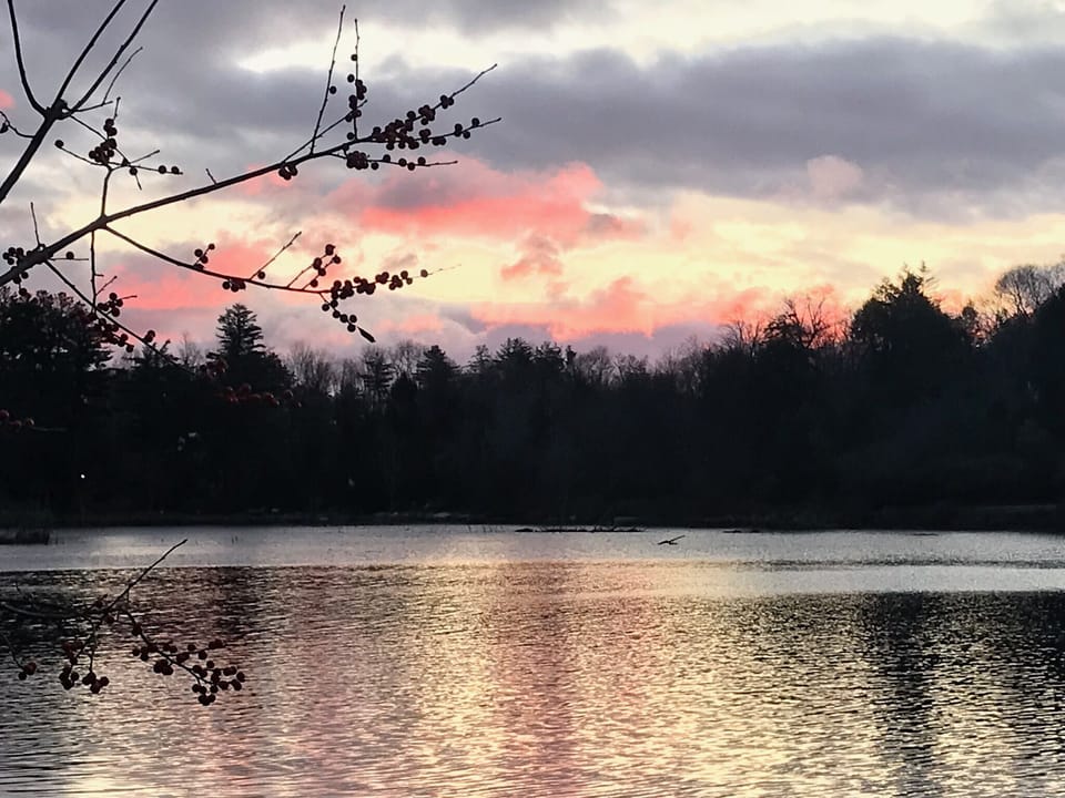 An American Bald Eagle skimming the lake for breakfast early morning in November