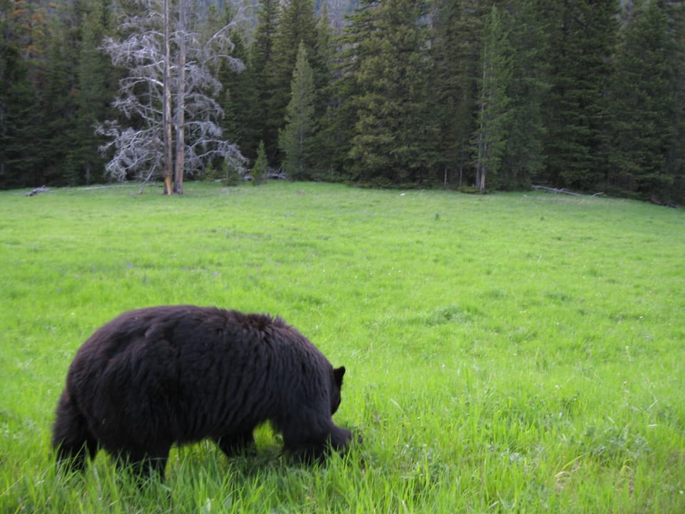 Large black bear as viewed from car by road.