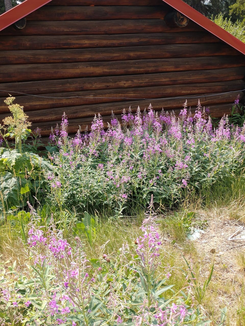 Fireweed blooms in July throughout the backyard.