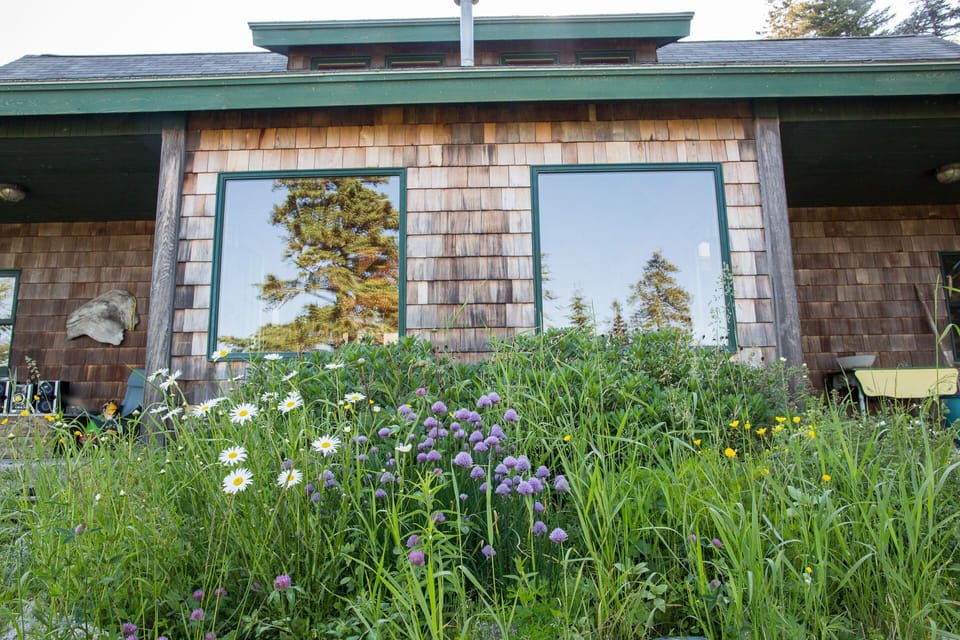 Wildflowers growing in front of the house