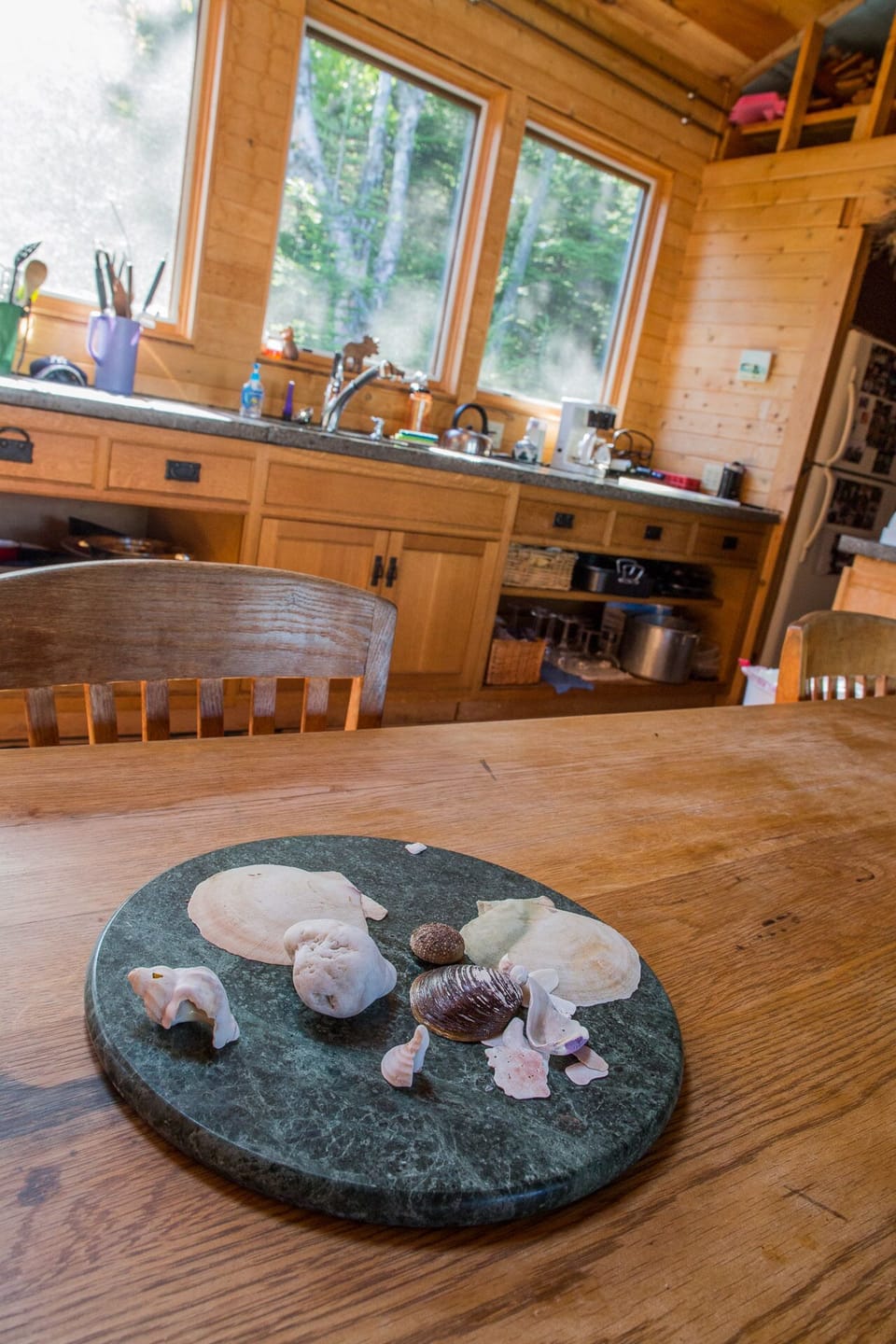 Seashells collected from the shore. Kitchen in the background.