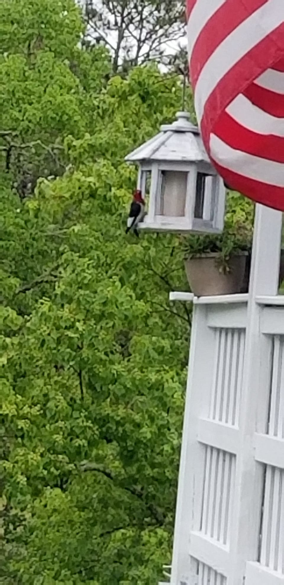 Red headed woodpecker 