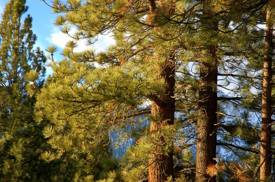 balcony view of Sherwin range through the pines 