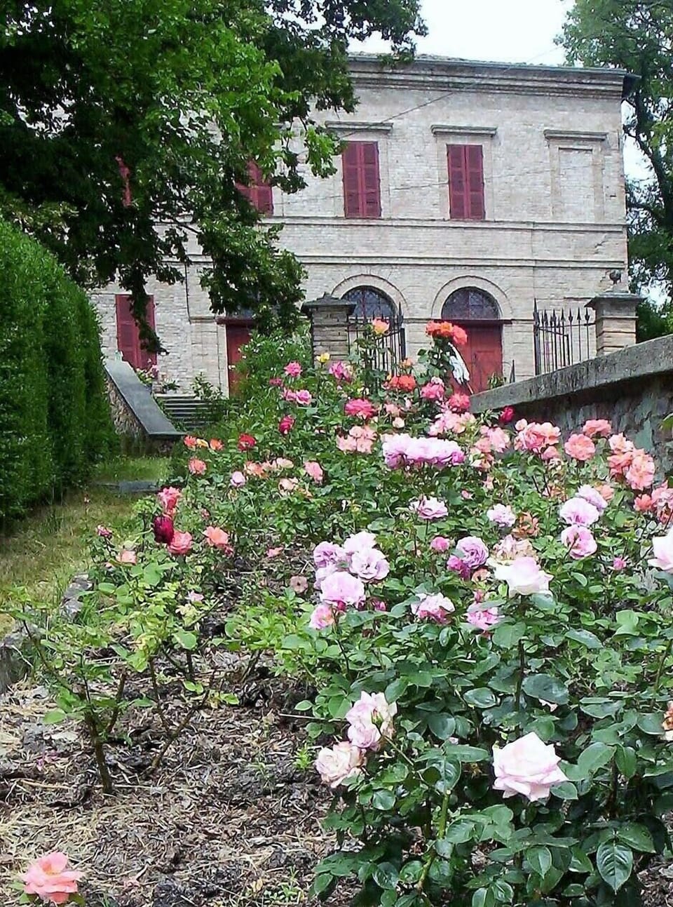 The rose garden