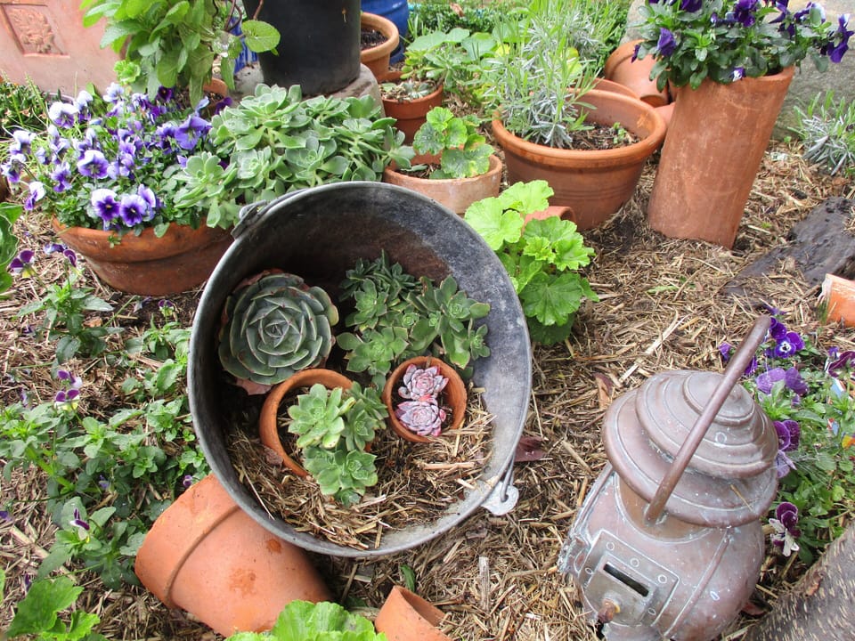 Garden succulents
