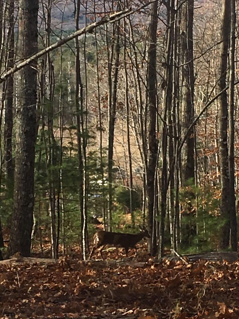 Deer next to driveway