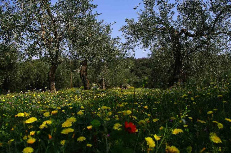 Olive grove in springtime