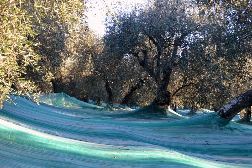 Our olive grove in harvest time