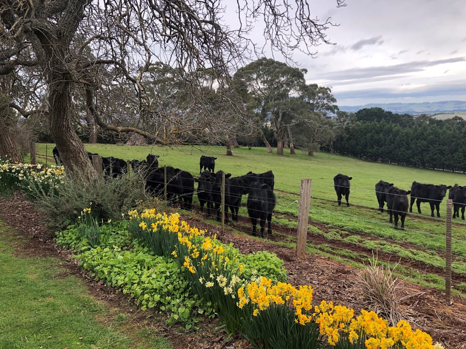 Cattle from property being curious