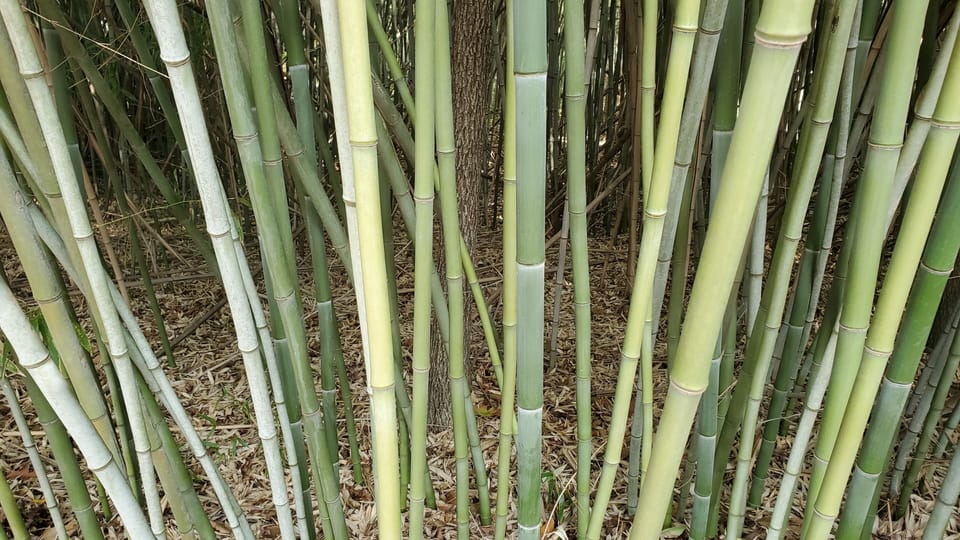 Bamboo surrounding property.