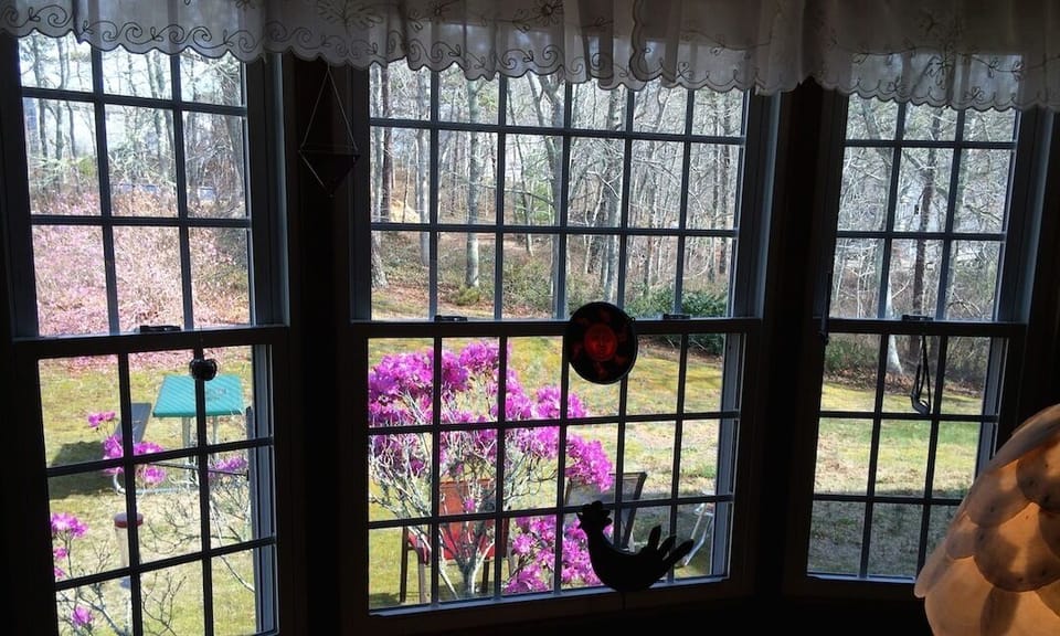 Watch the birds flit around the yard.  