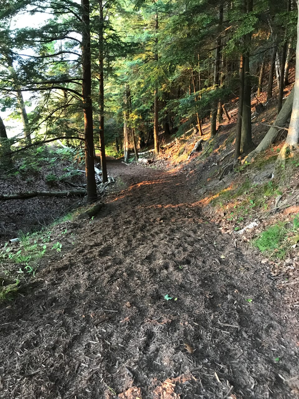 Wood chip trail looking down