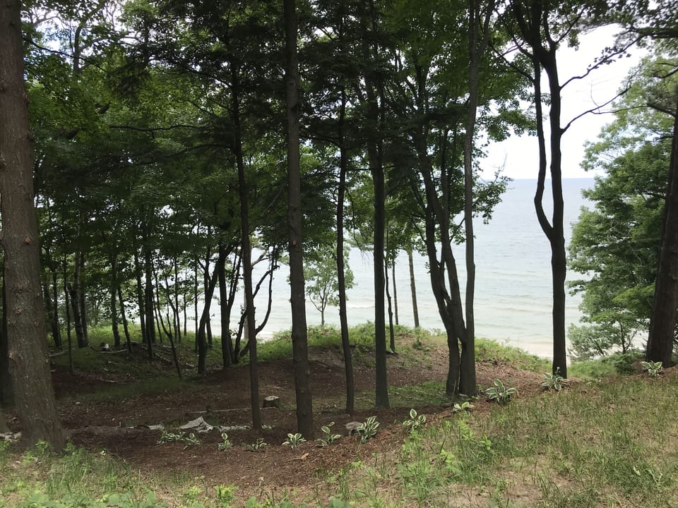 Wood chip path through moderate bluff