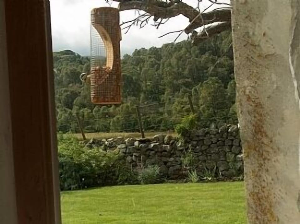 And the wild birds feed on your doorstep