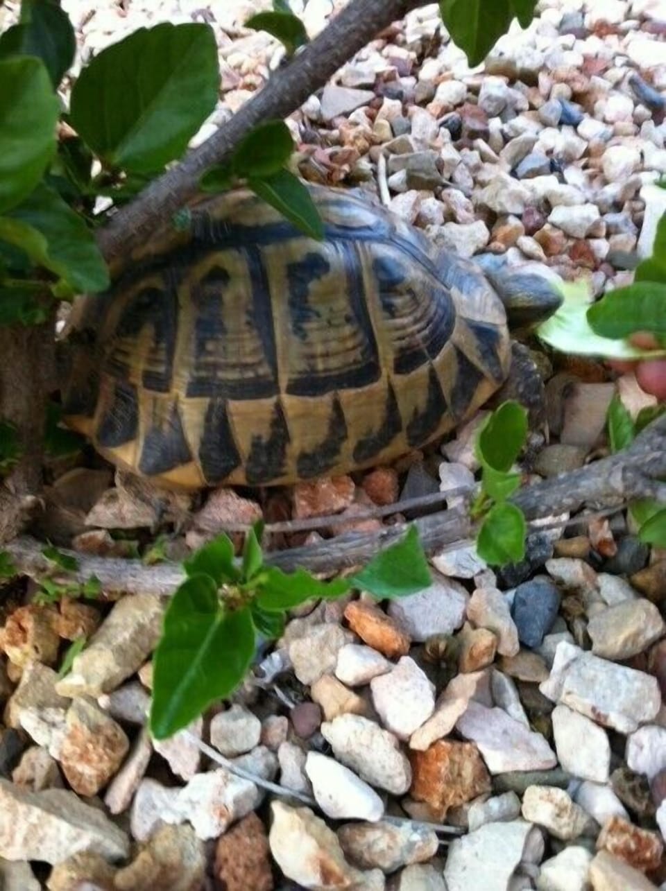 Garden resident