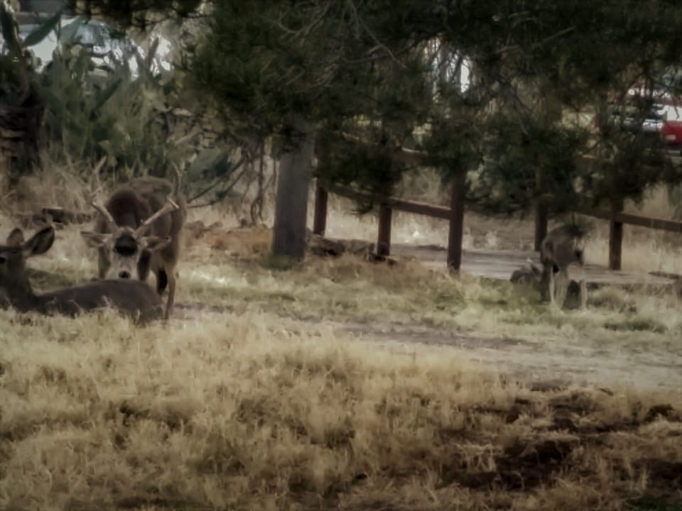 Usually around sundown visitors... Uncle Buck