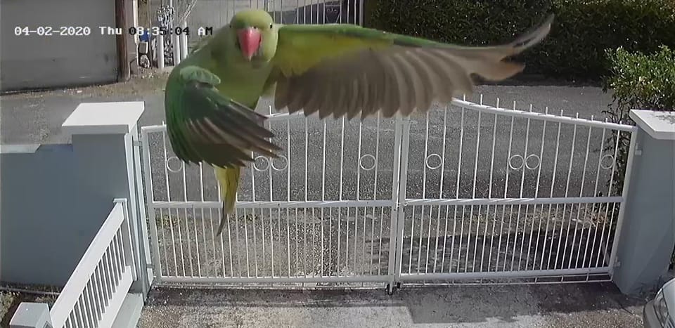 Even a parrot 🦜 paying us a visit.