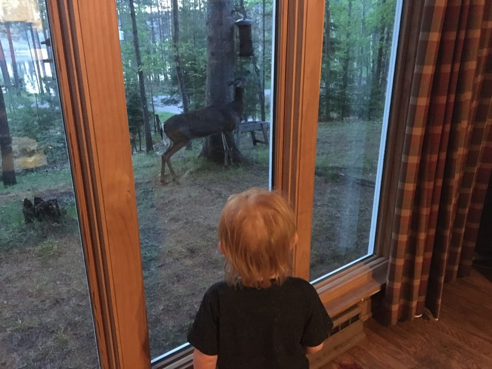 Looking at the Deer just outside the family room window. 