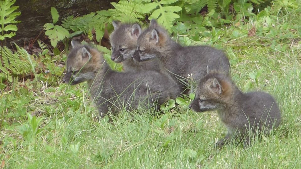 Wild life on our property