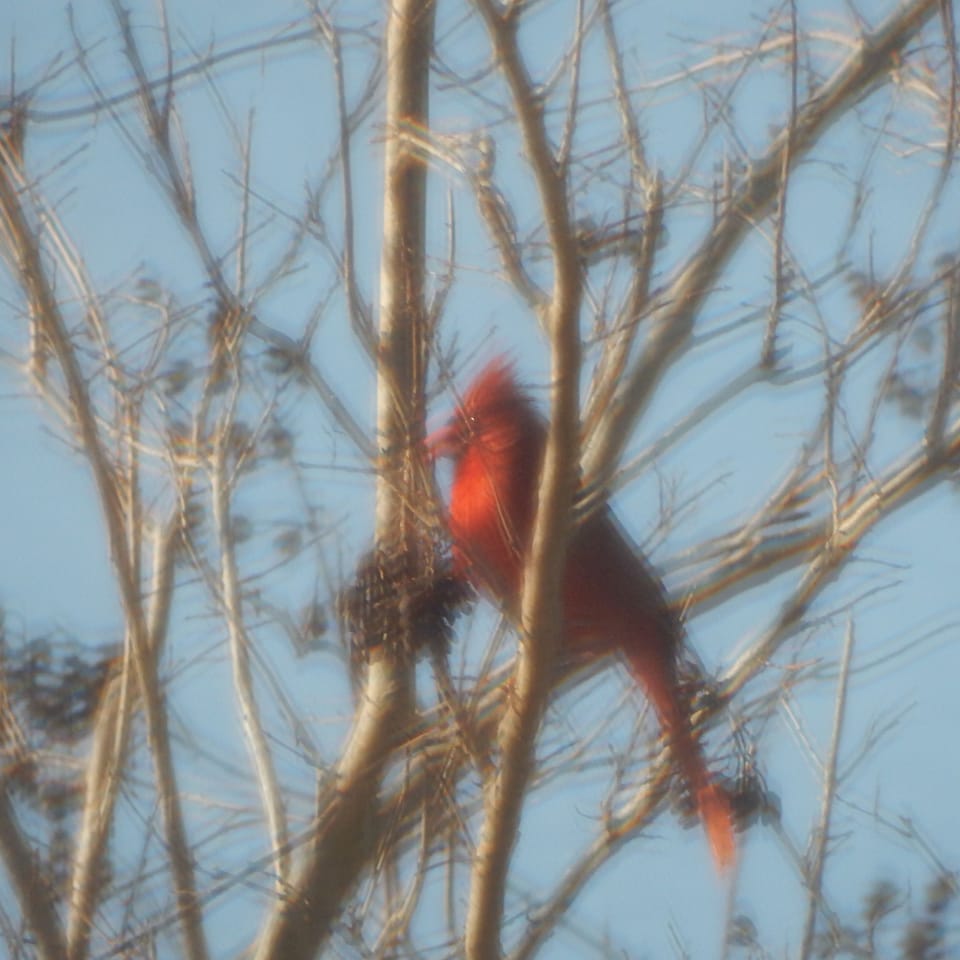 Local wildlife