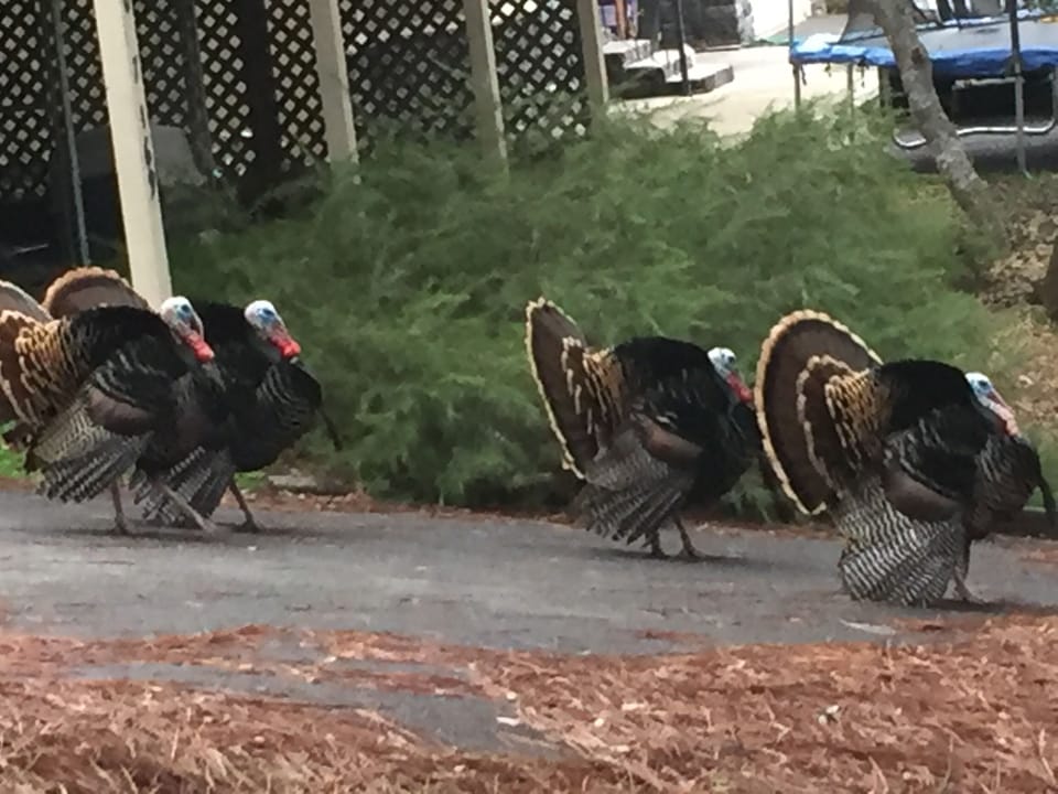 Turkeys and deer are frequent visitors.  No hunting please.