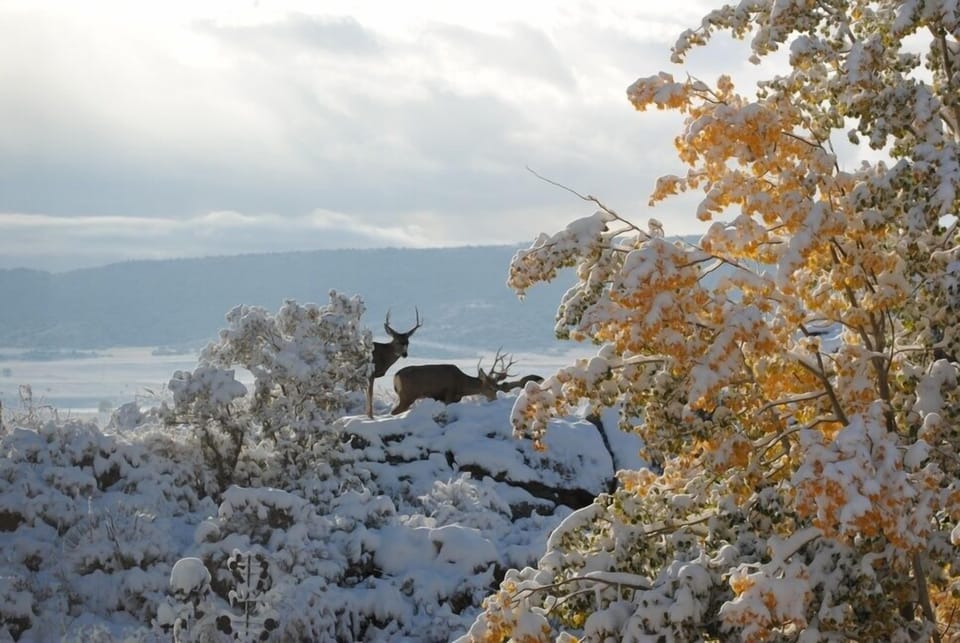 Mule deer on rock outcrop next to patio
