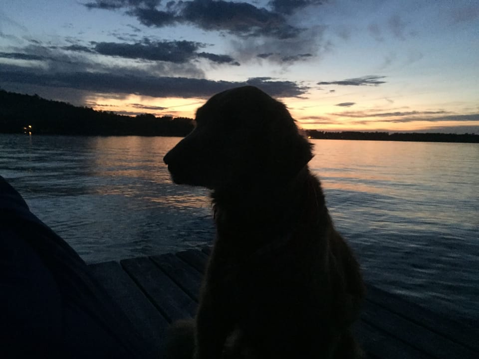 Dogs love it here too!