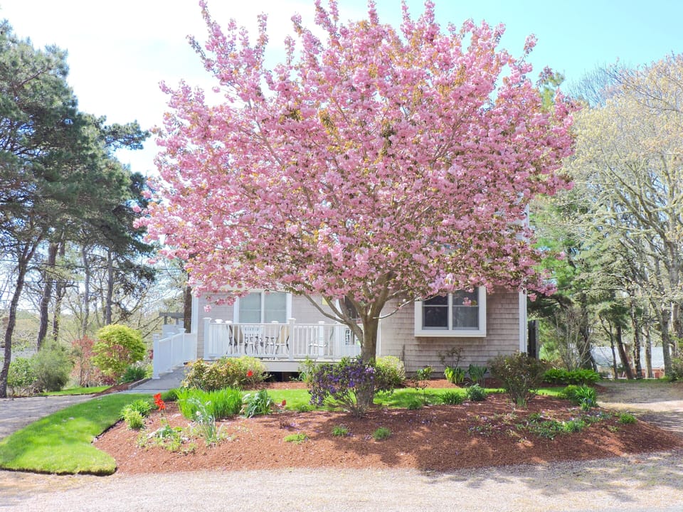 Springtime is Cherry Blossom time