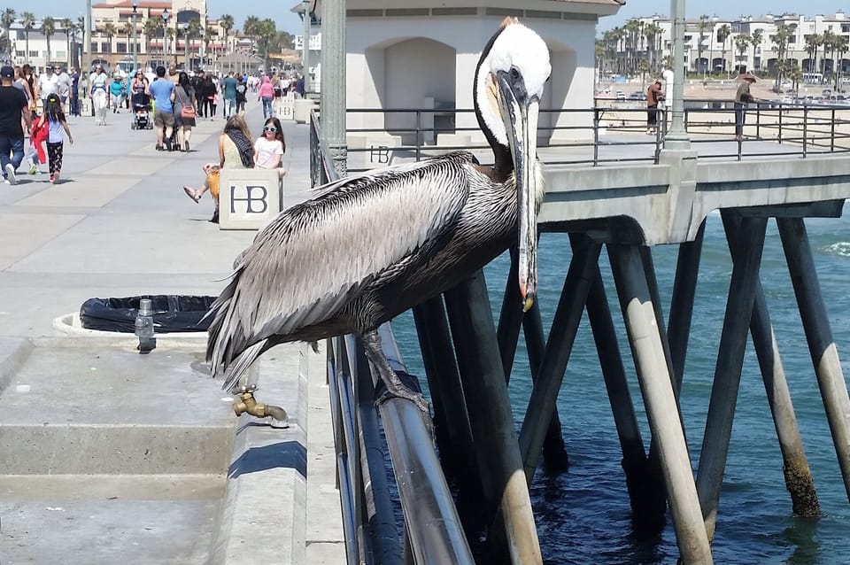 Enjoy a walk on the Pier to Ruby's at the end for breakfast or lunch.
