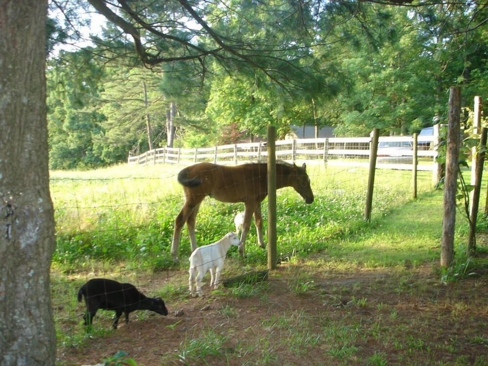 Our Friends @ the Farm down the road. A nice walk.