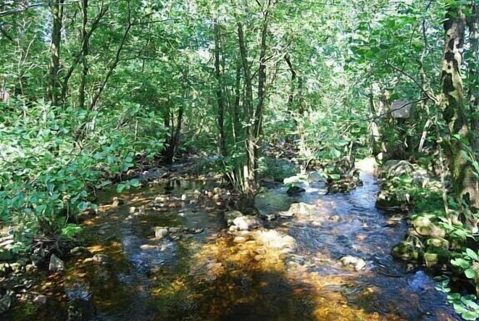 River close to the cabin