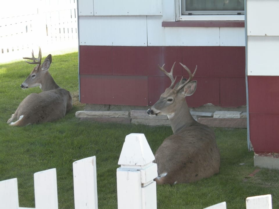 Very  often seen in the yard!