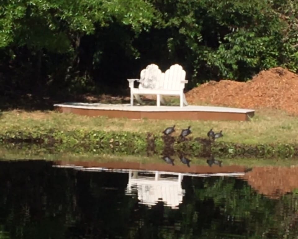 Turtle Pond on Property