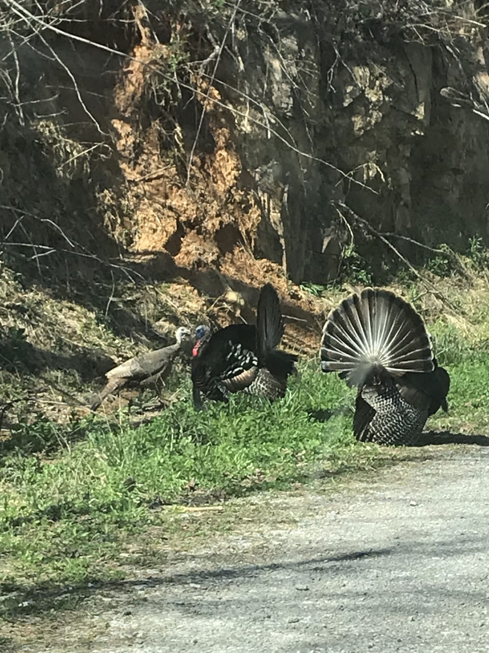 In the Spring, our wild male Turkey's show off their plumage to the females.