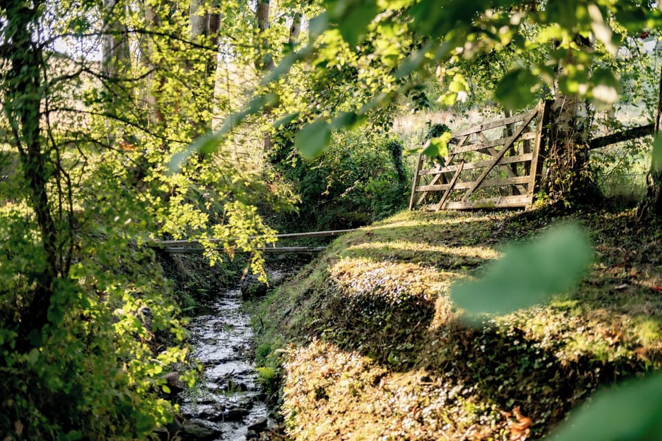 Stream in the garden