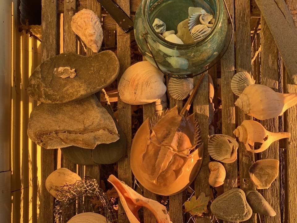Beach treasures