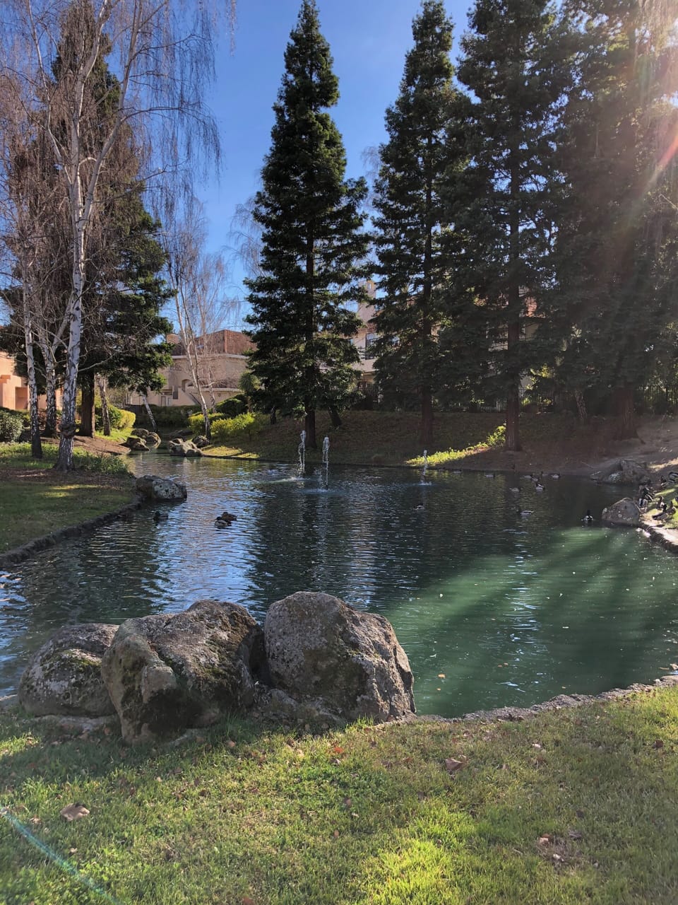 Overlooking pond complete with ducks and various bird species, always peaceful!