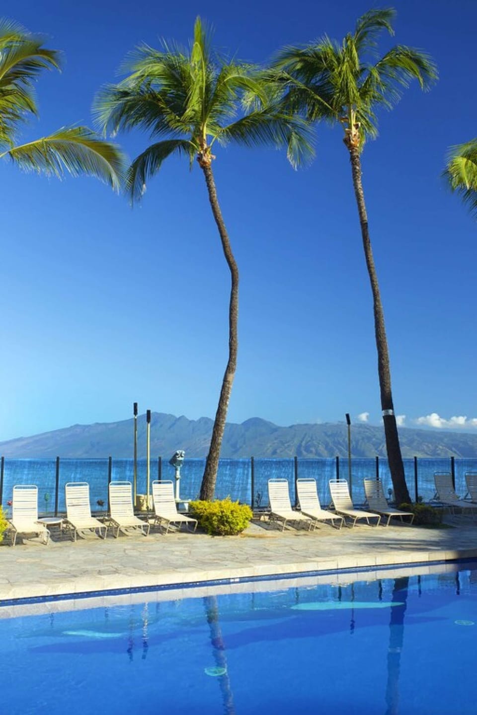 Palms by the pool, First picture