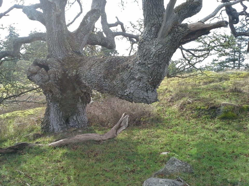 One of the many beautiful old growth trees that grace the property