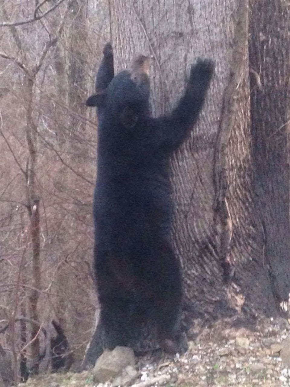 Occasionally, you may see a bear from a distance but not if they see you first!