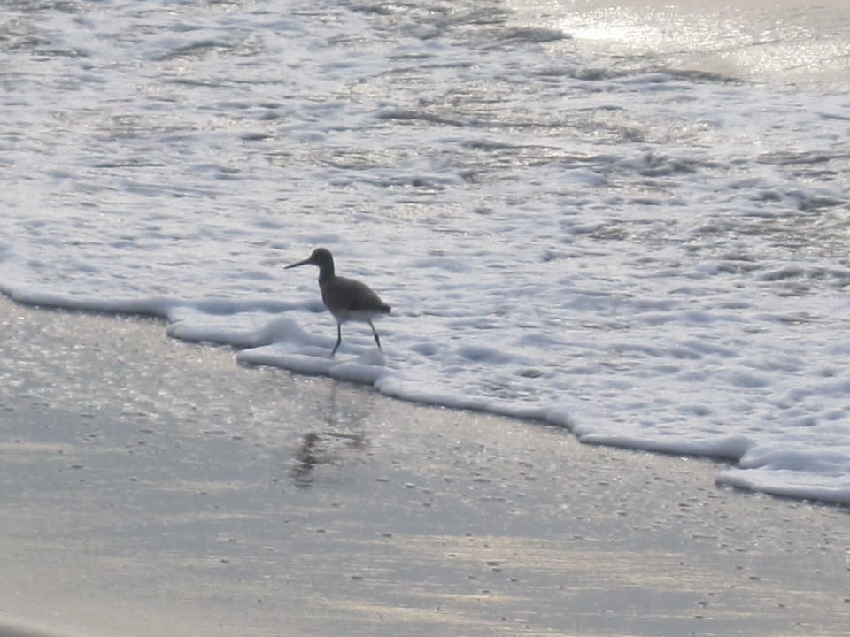 Small beach goer !