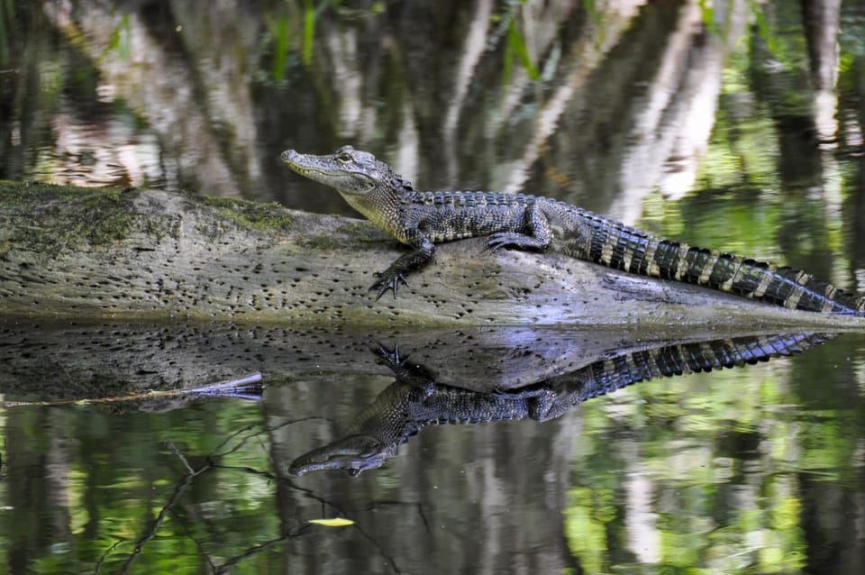 Highlands Hammock is one of my favorite places to visit in Sebring.