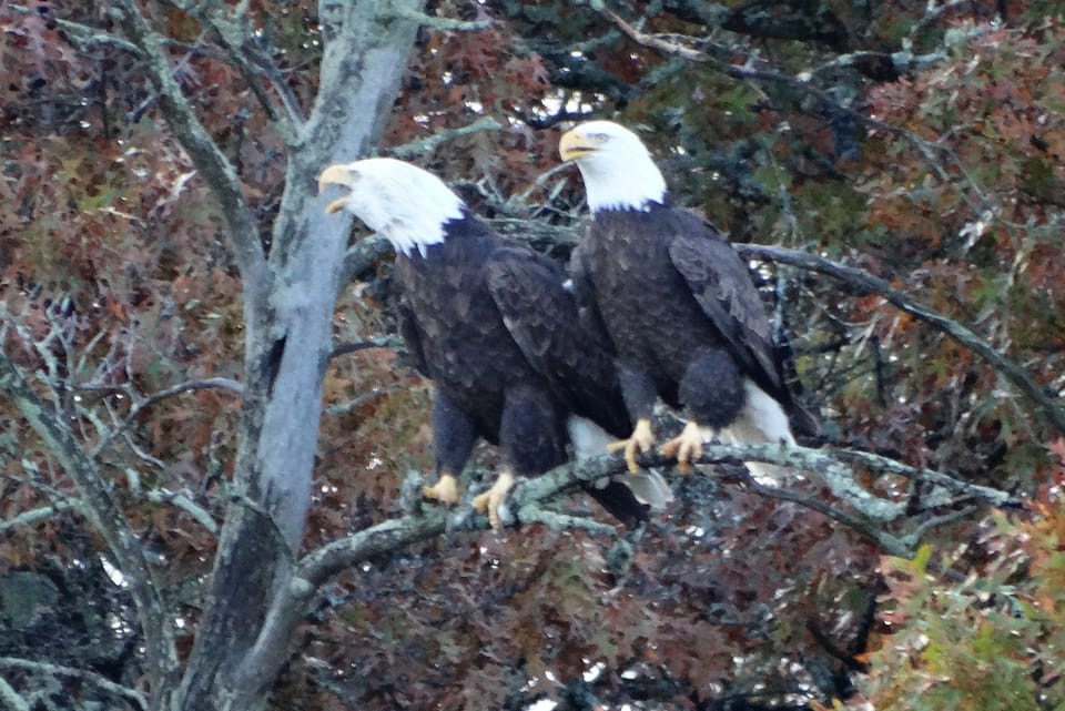 Lots of eagles soaring across the lake