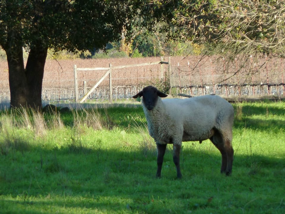 Sheep are often neighbors 