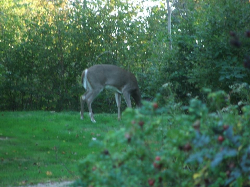 Deer in the backyard