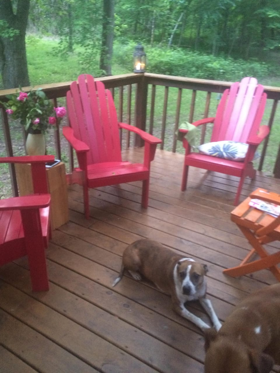 My serene back porch looking out over 12 wooded acres for the pooches to run!
