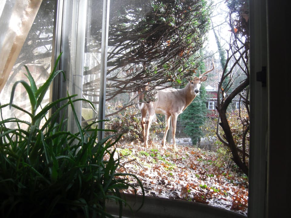 View from the window of the Game Room