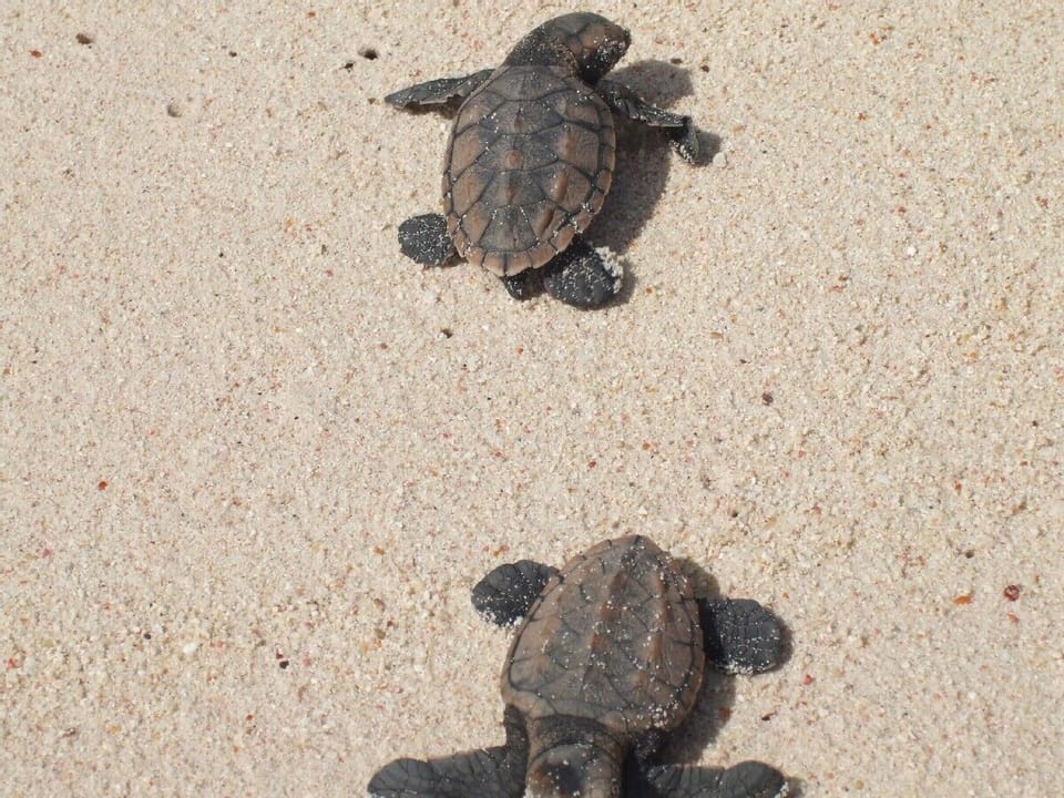 Baby Turtles rescued on our beach