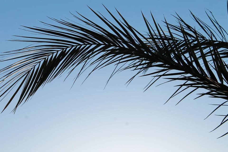Palm Trees in Garden
